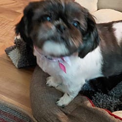 Photo of Dora, adoptable Shih Tzu in Union Grove, Wisconsin
