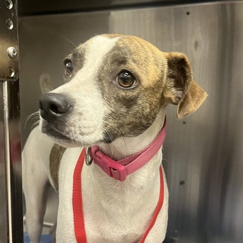 Photo of Nala, adoptable Jack Russell Terrier (Parson Russell Terrier) in Naples, Florida