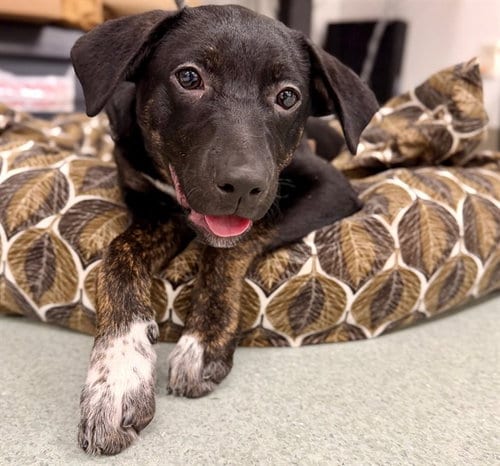 Photo of Zen, adoptable Rottweiler in Santa Rosa, California