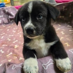 Photo of Phantom (Spectral Litter), adoptable Husky Labrador Retriever in Frederick, Maryland