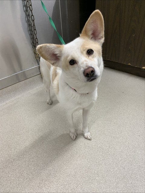 Photo of Luna Beverly, adoptable Husky in Fairbanks, Alaska