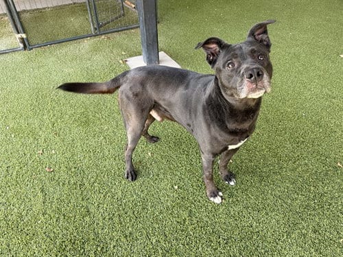 Photo of Comet, adoptable Pit Bull Terrier in Garland, Texas