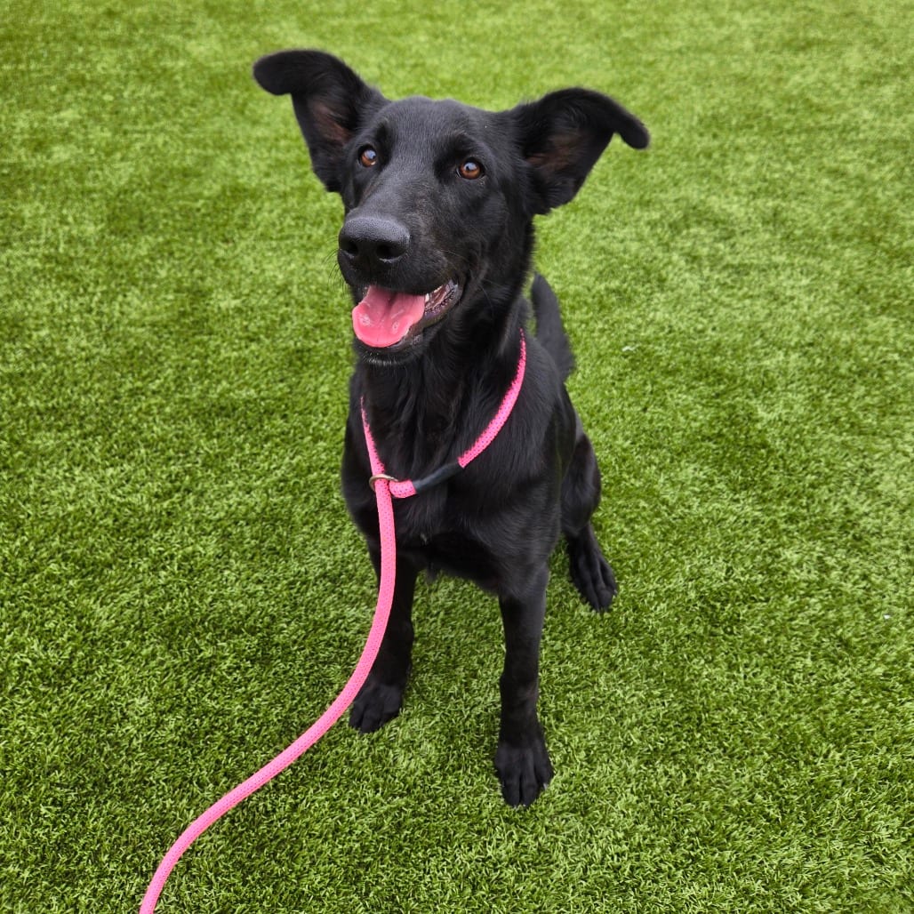 Photo of Flounder, adoptable Shepherd / Mix in Spartanburg, South Carolina