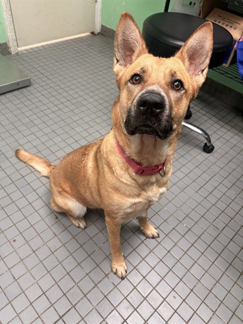 Photo of Freya, adoptable Belgian Shepherd Malinois in Killeen, Texas