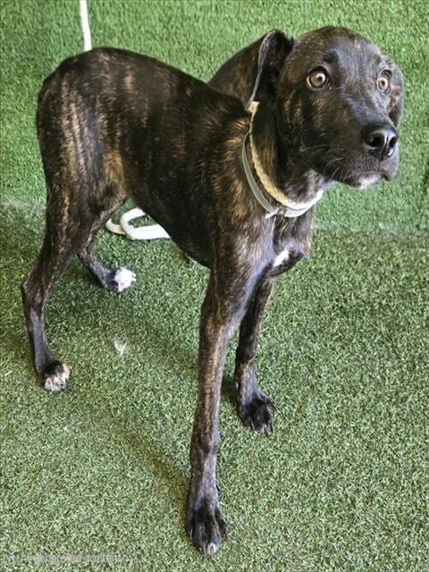 Photo of Layla, adoptable Dutch Shepherd in Lancaster, California
