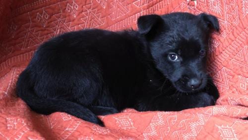 Photo of Faygo, adoptable German Shepherd Dog in Thief River Falls, Minnesota