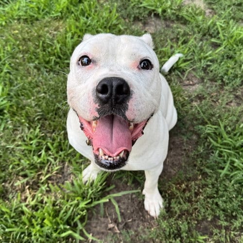 Photo of Yumi, adoptable American Bulldog in St. Paul, Minnesota