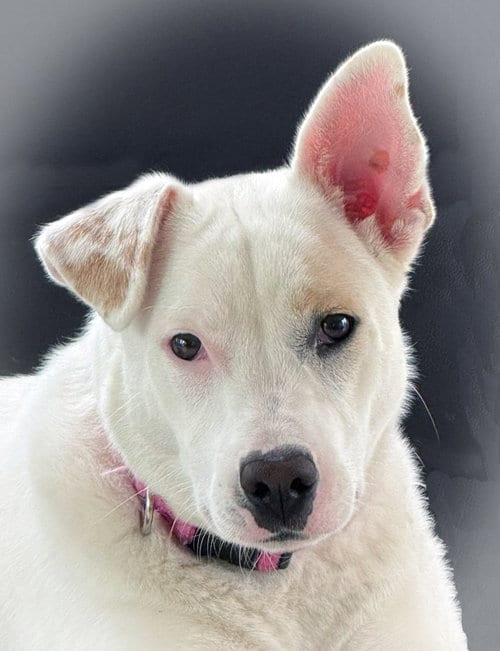 Photo of Cindy, adoptable Cattle Dog in Hoffman Estates, Illinois