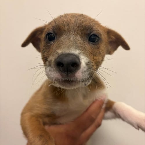 Photo of Bagel, adoptable Unknown breed in Rancho Santa Fe, California