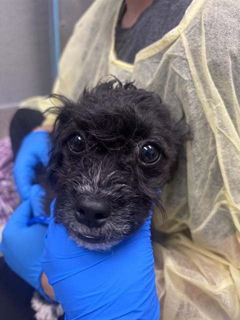 Photo of Kendra, adoptable Terrier in Las Vegas, Nevada