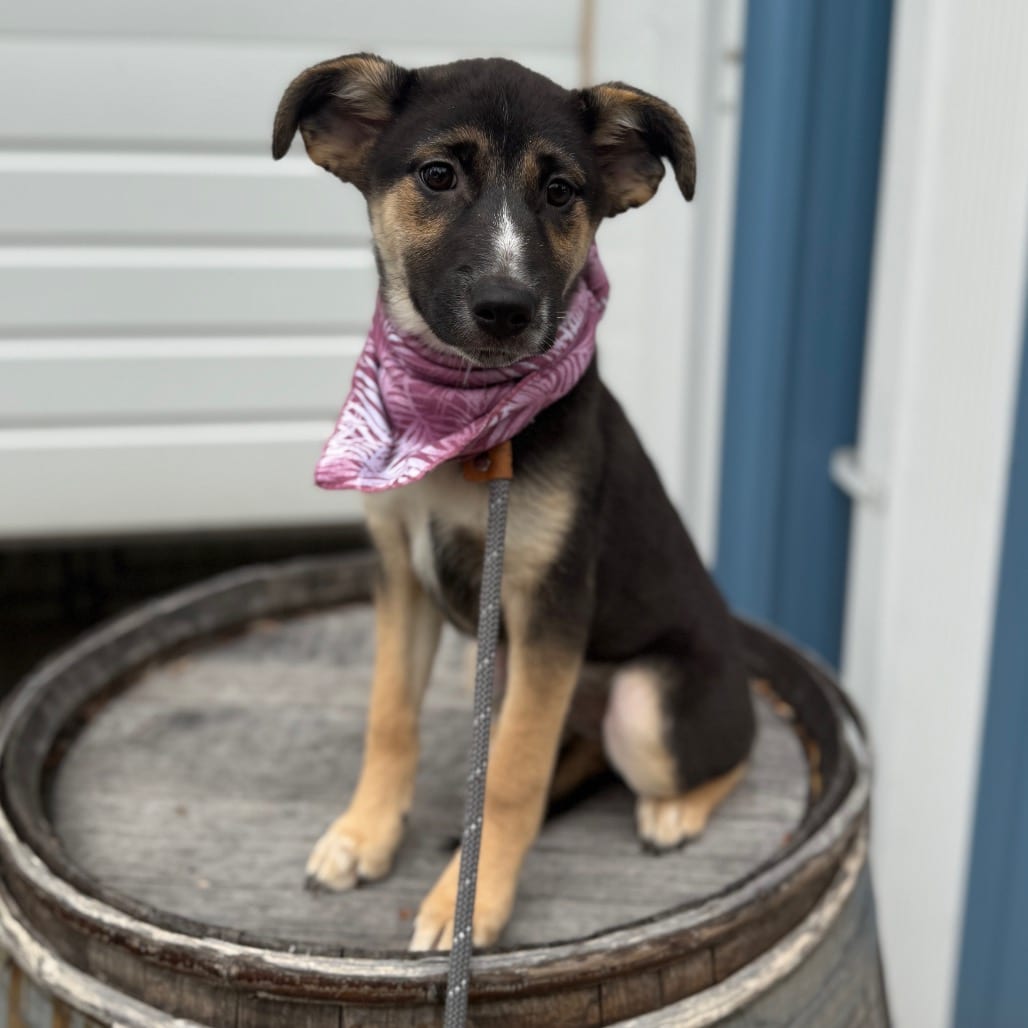 Photo of Clementine, adoptable Cattle Dog, Australian (Blue Heeler) / Collie, Border in Newberg, Oregon