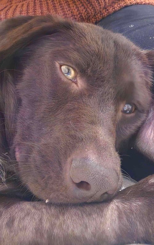 Photo of Holly, adoptable Labrador Retriever in Fort Worth, Texas