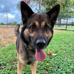 Photo of Bruno JuM, adoptable German Shepherd Dog Australian Shepherd in Nashville, Tennessee