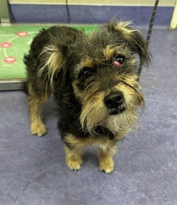 Photo of Greta, adoptable Miniature Schnauzer in Lompoc, California
