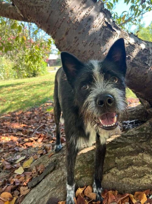 Photo of Pedro, adoptable Terrier in Candler, North Carolina