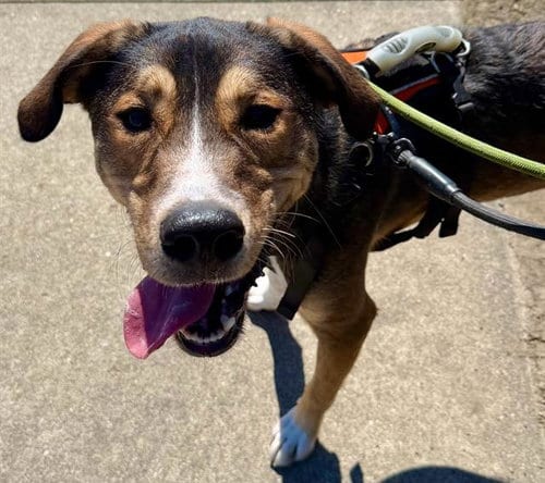 Photo of Nugget, adoptable German Shepherd Dog in Santa Rosa, California