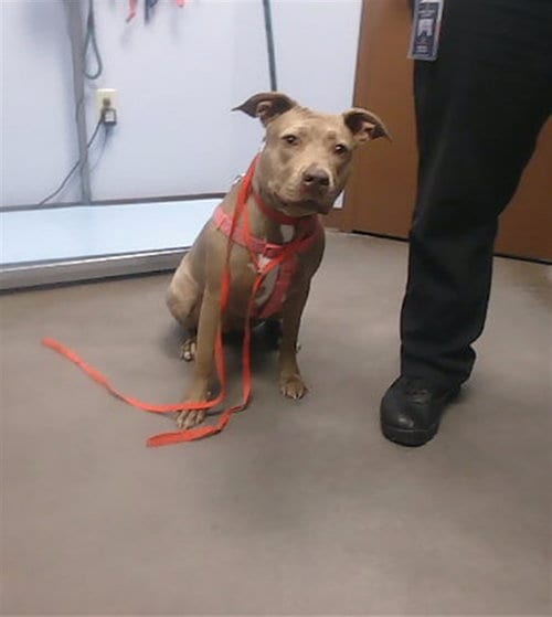 Photo of Pooh, adoptable American Pit Bull Terrier in Phoenix, Arizona