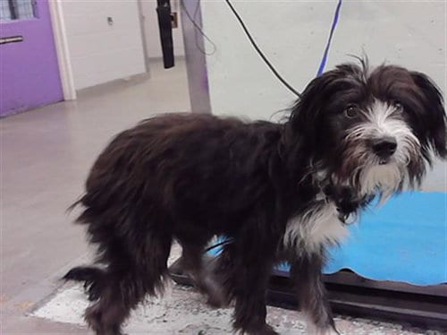 Photo of Sugah Mae, adoptable Border Collie in Houston, Texas