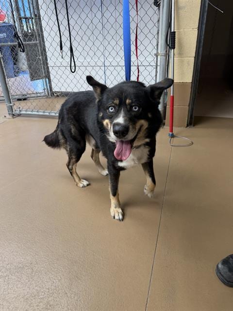 Photo of Apollo, adoptable Siberian Husky in Chula Vista, California