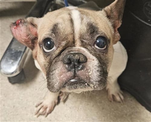 Photo of Hope, adoptable French Bulldog in Bakersfield, California