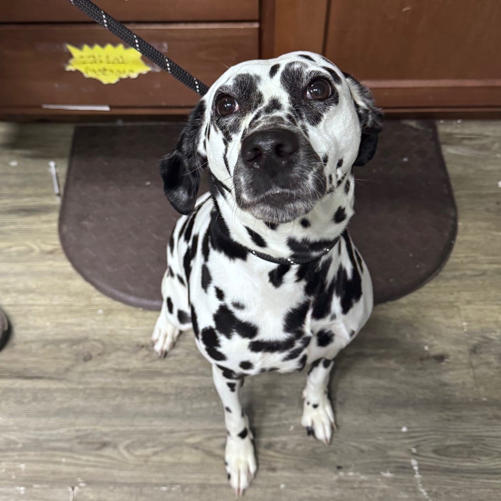Photo of Lily, adoptable Dalmatian in Summerville, South Carolina