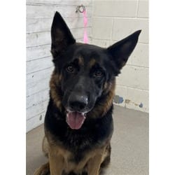 Photo of Hazel, adoptable German Shepherd Dog in San Bernardino, California