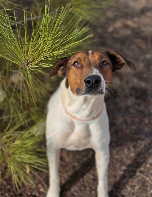 Photo of Sprocket, adoptable German Shorthaired Pointer in Yreka, California