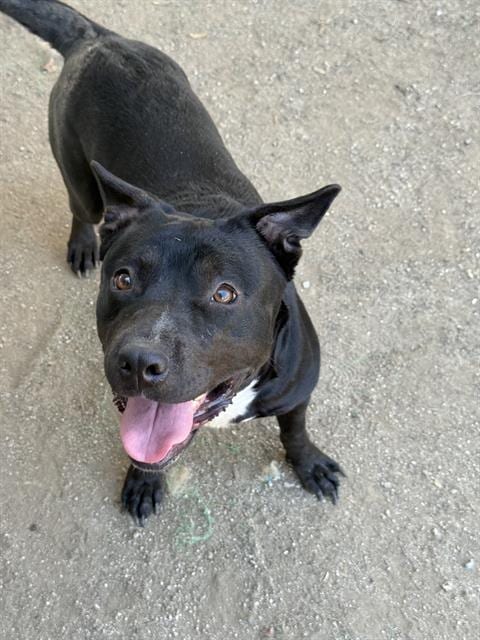 Photo of Diamond, adoptable Pit Bull Terrier in Riverside, California