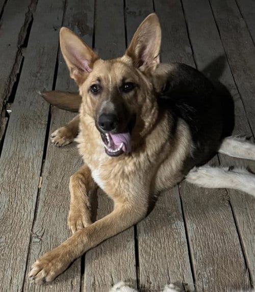 Photo of Rocky, adoptable German Shepherd Dog in Haw River, North Carolina