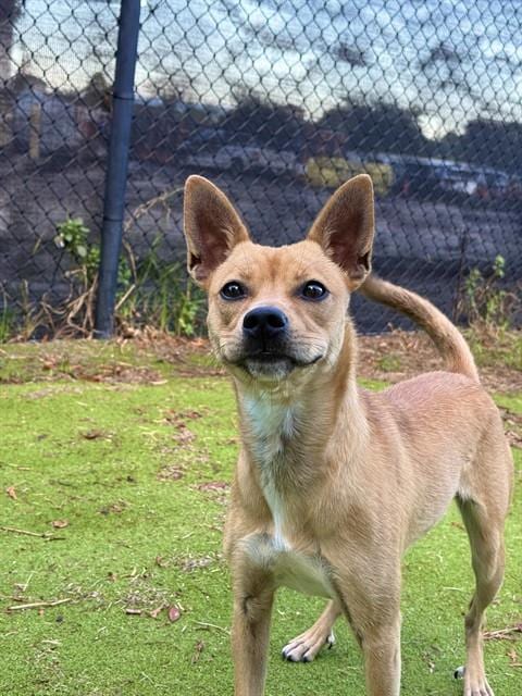 Photo of Canela, adoptable Chihuahua in Sugar Land, Texas