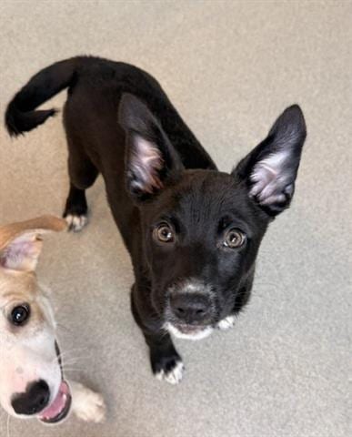 Photo of October, adoptable Border Collie in San Martin, California