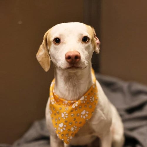 Photo of Charley, adoptable Terrier in San Antonio, Texas