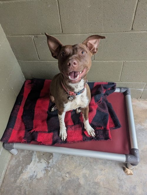 Photo of Ruby, adoptable Unknown breed (short coat) in McCormick, South Carolina