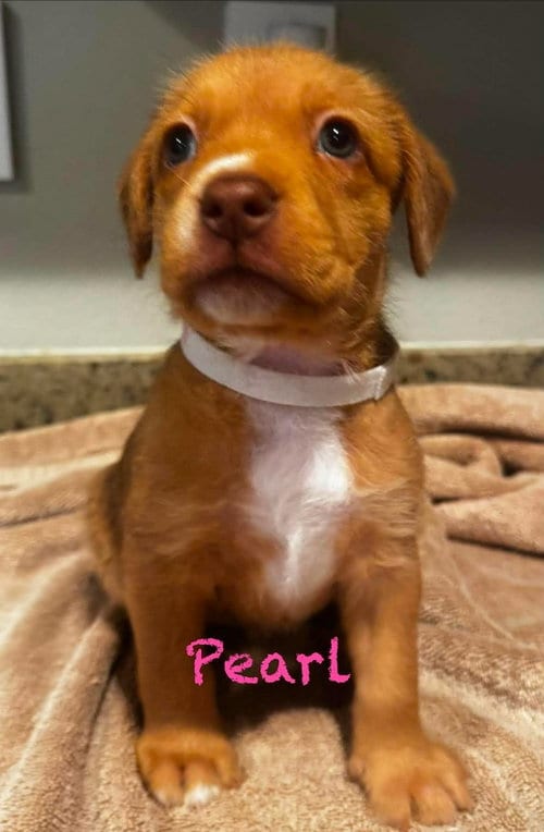 Photo of Pearl, adoptable Pit Bull Terrier in Mission Viejo, California