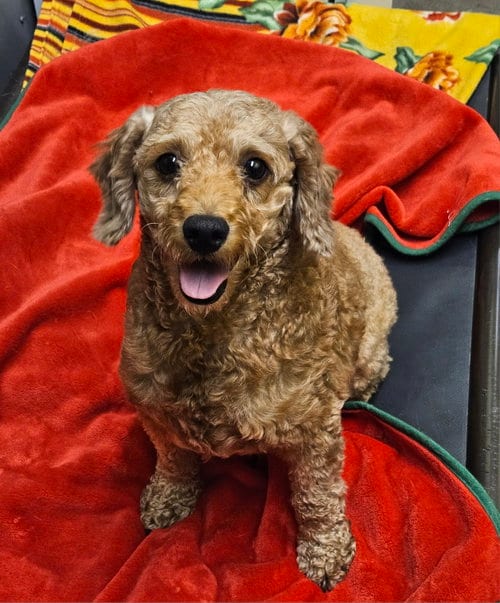 Photo of Pikan, adoptable Poodle (Miniature) in Agoura Hills, California