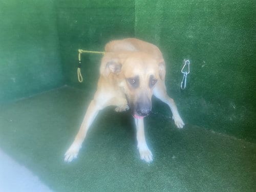 Photo of Cookie, adoptable German Shepherd Dog in Lancaster, California