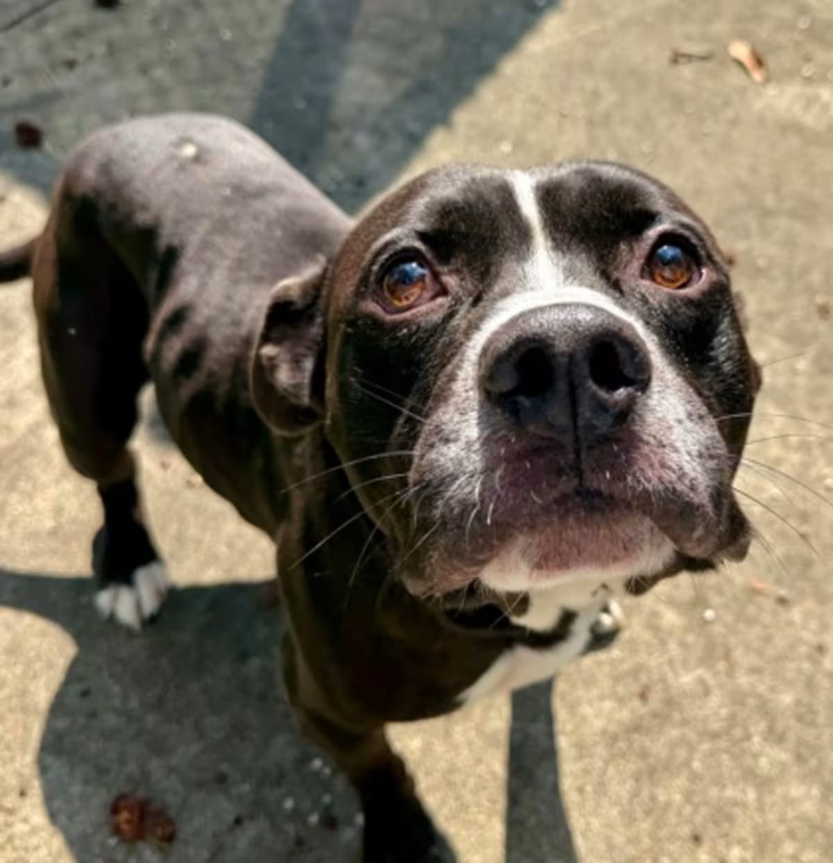 Photo of Mr.Motown, adoptable American Pit Bull Terrier in New Orleans, Louisiana