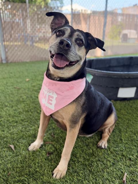 Photo of Bonita, adoptable Pit Bull Terrier in Chula Vista, California