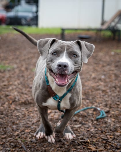Photo of Moozu- IN FOSTER, adoptable dog in Chamblee, Georgia