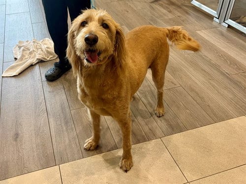 Photo of Codie, adoptable Labrador Retriever in Garland, Texas
