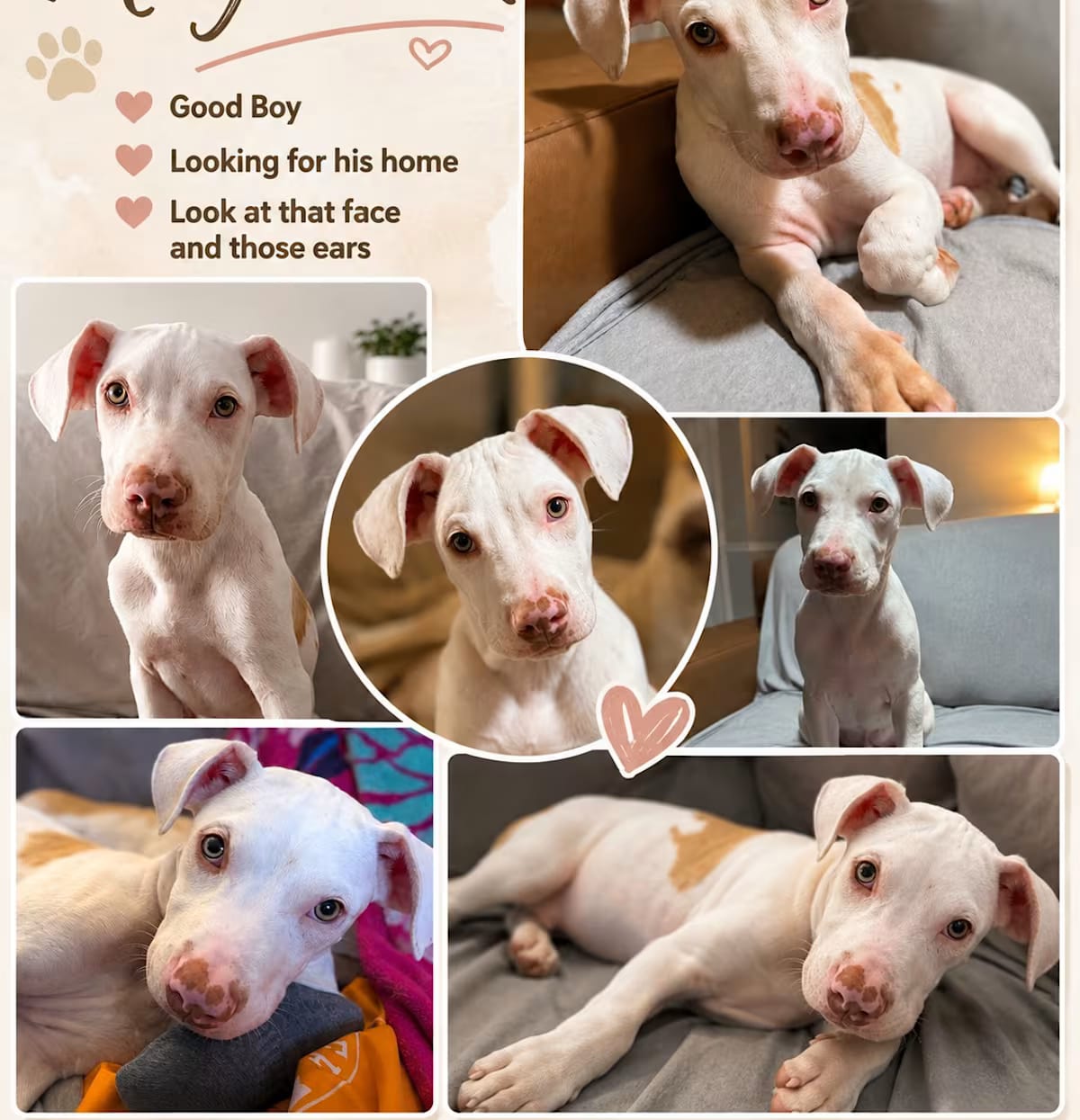 Photo of Neyland, adoptable Labrador Retriever/Boxer in Glastonbury, Connecticut