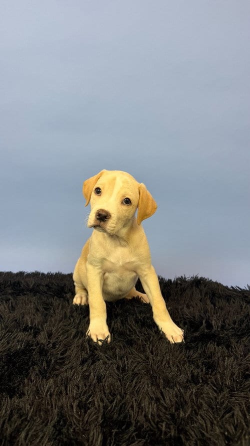Photo of Newt, adoptable Labrador Retriever in Phoenix, Arizona