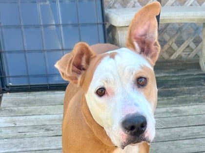Photo of Trina, adoptable dog in Georgetown, Texas