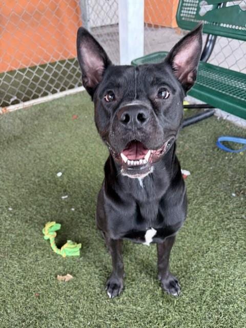 Photo of Shadow, adoptable American Bulldog in Miami, Florida