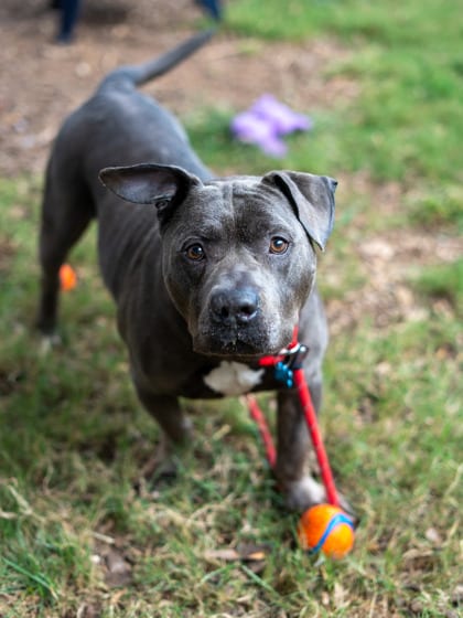 Photo of Jubar, adoptable dog in Chamblee, Georgia