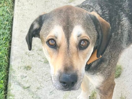 Photo of Tilly, adoptable dog in Georgetown, Texas