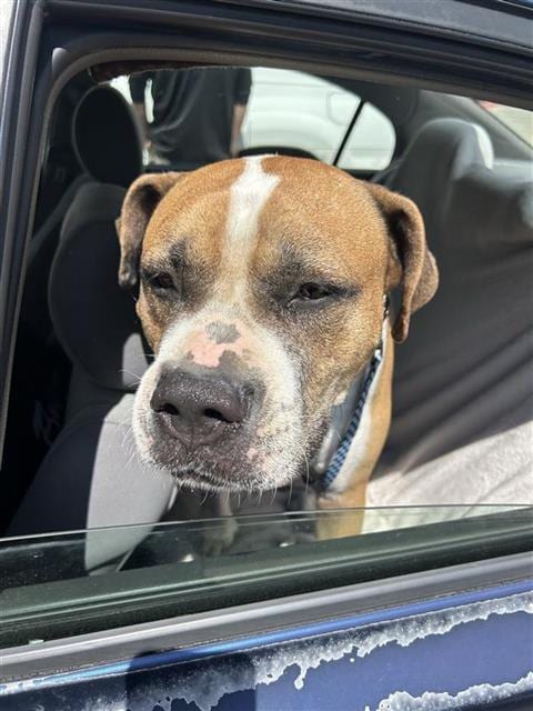 Photo of Duke, adoptable Mastiff in San Antonio, Texas