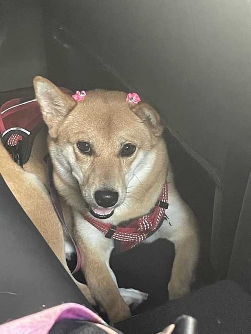Photo of Ikigai, adoptable Shiba Inu in Miami, Florida