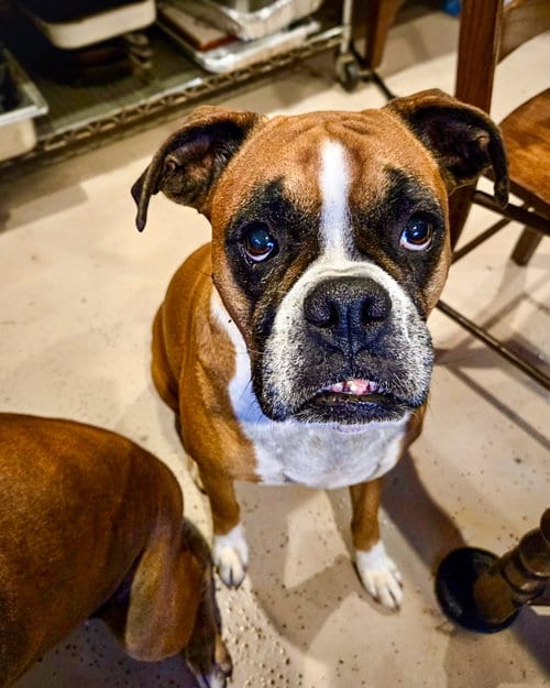Photo of Sophie, adoptable Boxer in Monticello, New Jersey