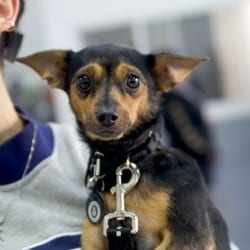 Photo of London, adoptable Chihuahua Mixed Breed (Small) in New York, New York